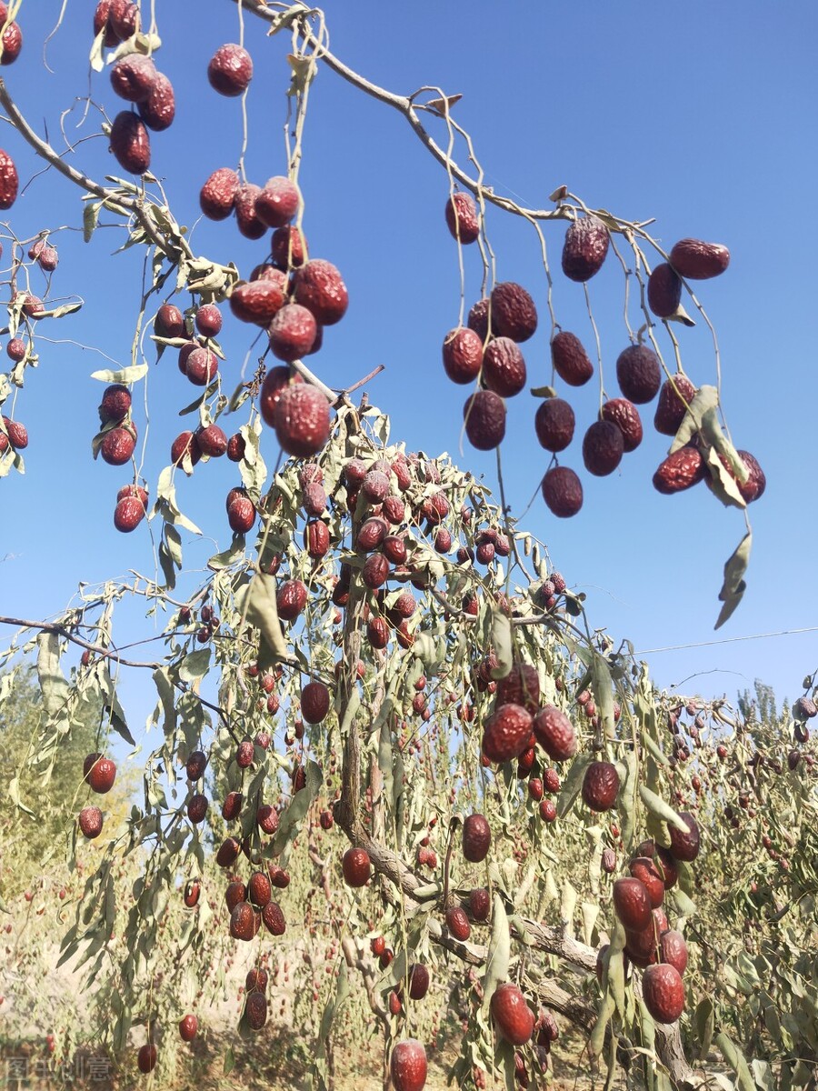 疆为成新干果推荐,新疆干果排名榜前十名