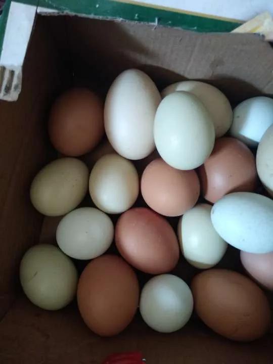 表哥的鸳鸯鸭真有意思