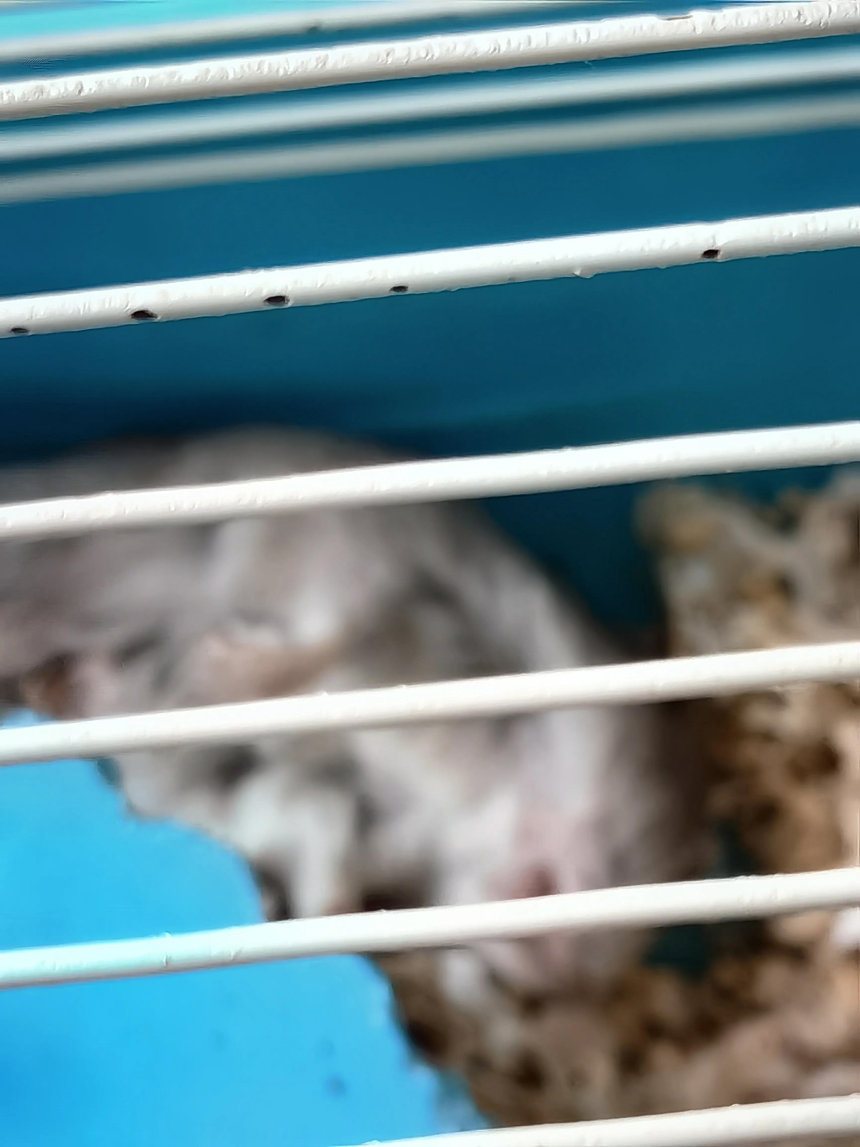 布丁的最终结局,布丁去世