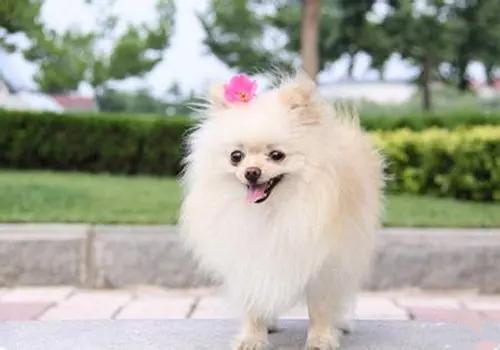 经期护理常识：狗狗来姨妈可以洗澡吗？*处私**和毛发要怎么处理？