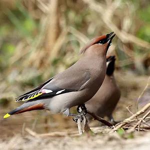 太平鸟图片大鸟,太平鸟图片大全高清壁纸