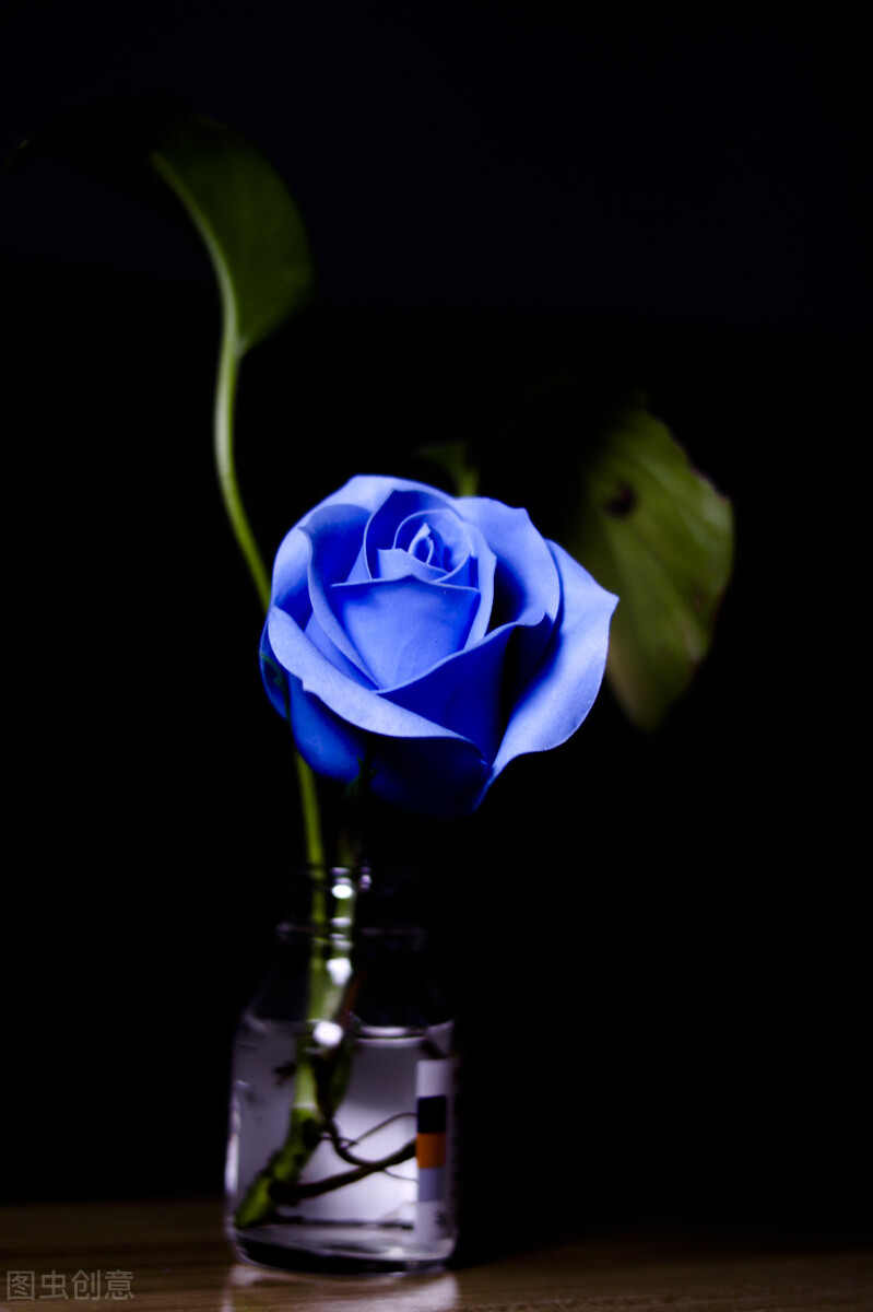 图片蓝色妖姬,蓝色妖姬图片q版