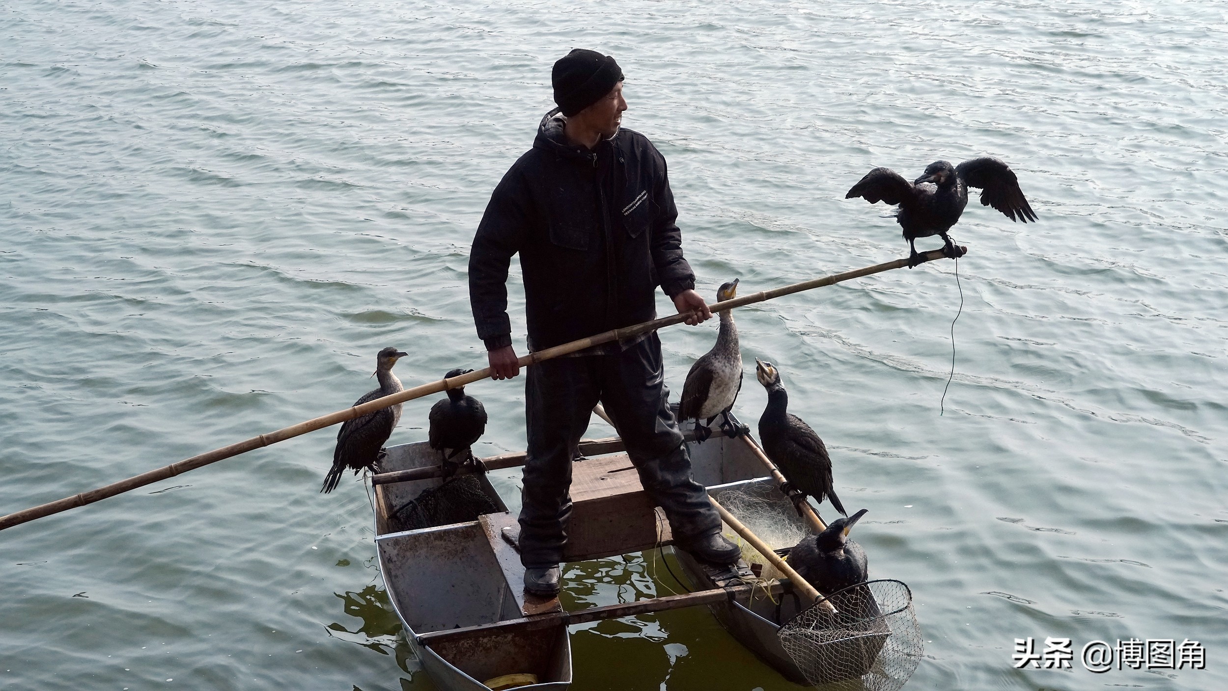 80年代农村鱼鹰捕鱼,渔民与鸬鹚捕鱼图片