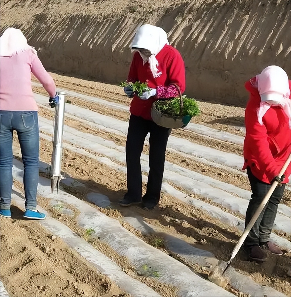 黄芪种植技术和方法,黄芪种植技术和管理方法