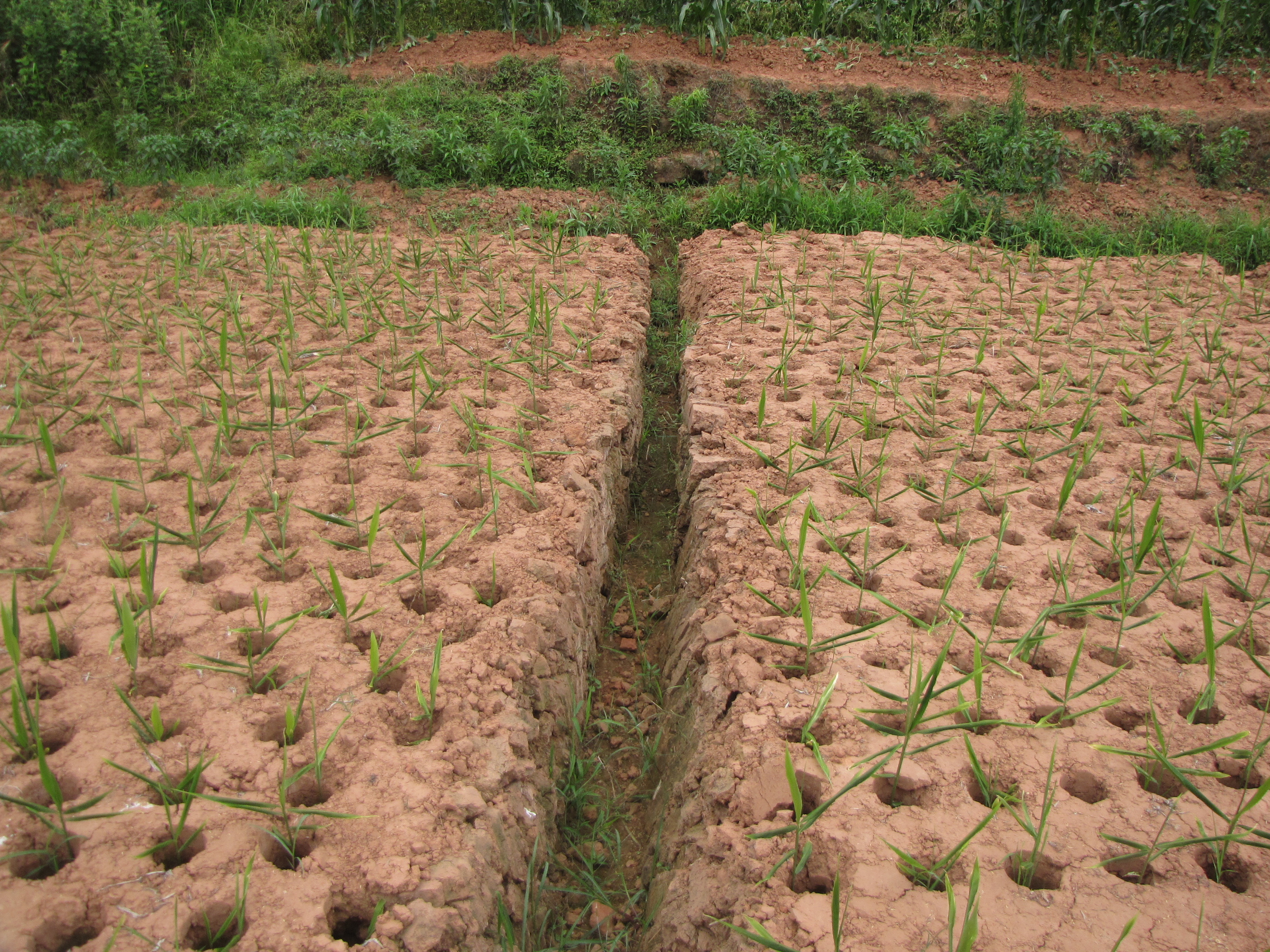 洞洞姜的底层怎么处理,洞洞姜处理方法