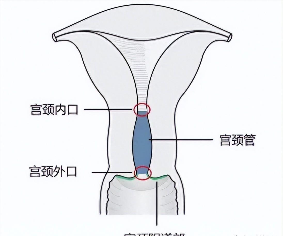 精子的活动轨迹讲解,精子的轨迹分析