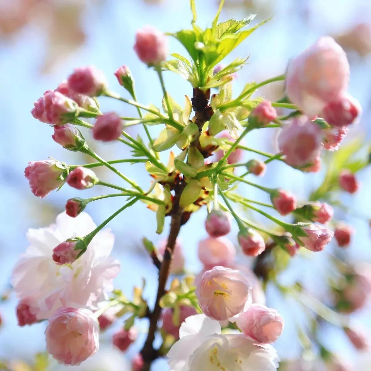 春夏之交，越来越多的花含苞欲放，这一百种娇媚蓓蕾真是美不胜收