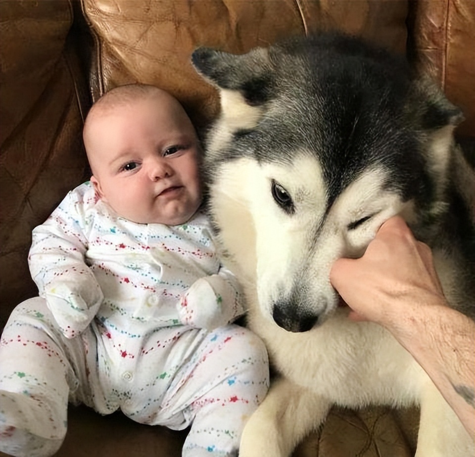 哪几种狗最温顺不爱咬人,性格最温顺不咬人的狗是怎么回事