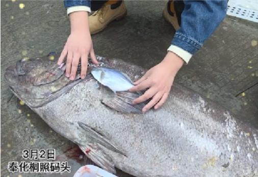 渔民捕获240斤重石斑鱼,渔民出海捕到4000斤石斑鱼