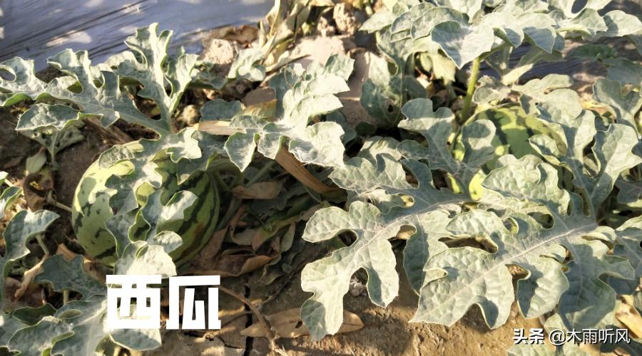 种植西瓜怎么管理,种植西瓜如何管理
