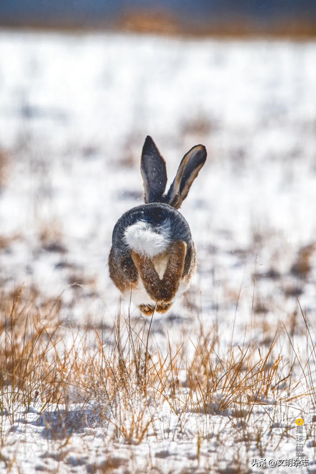 兔子来阳台,兔子来到新家