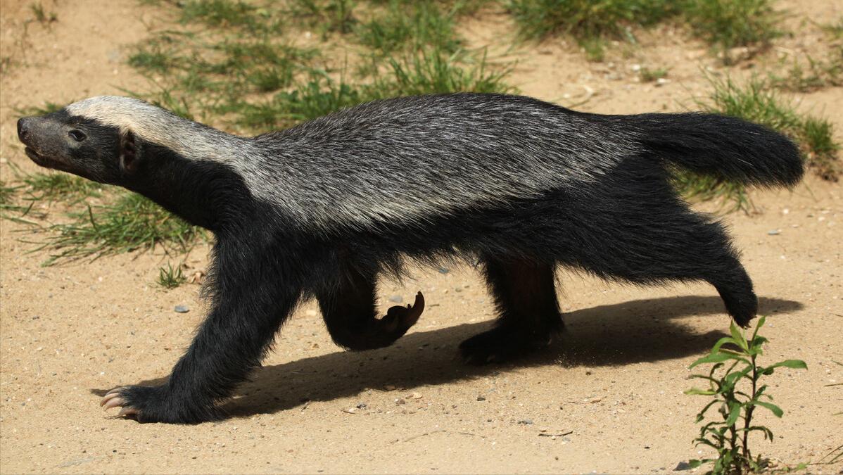 世上最萌的动物考拉,最懒的动物考拉