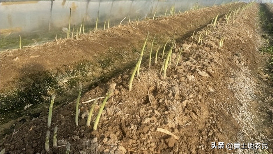 今年芦笋产量下降了吗,芦笋产量低的原因及解决措施