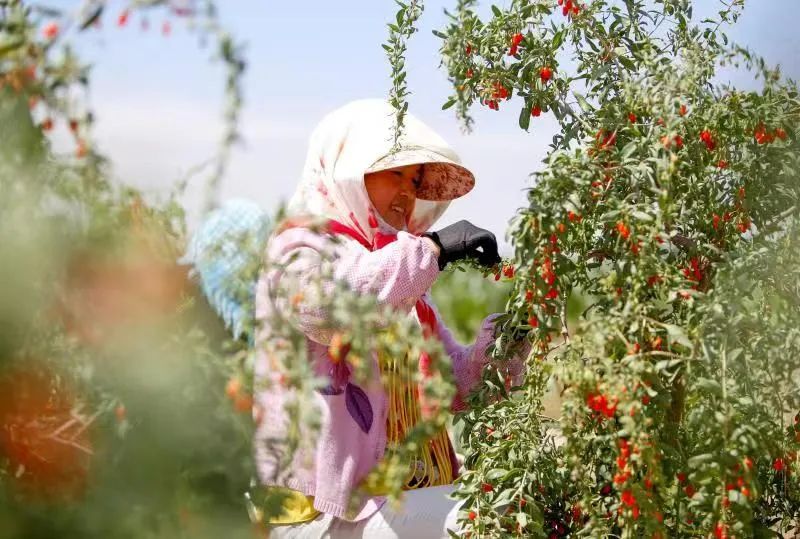 大西北旅游古老的文化底蕴,古老的信天游