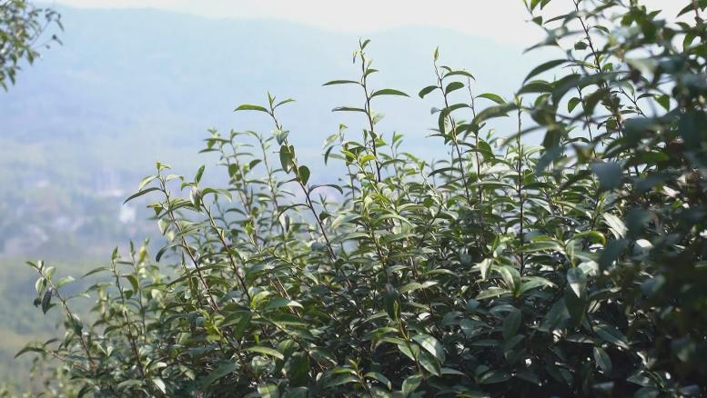 绿茶种类大全介绍,高档龙井绿茶有哪些种类