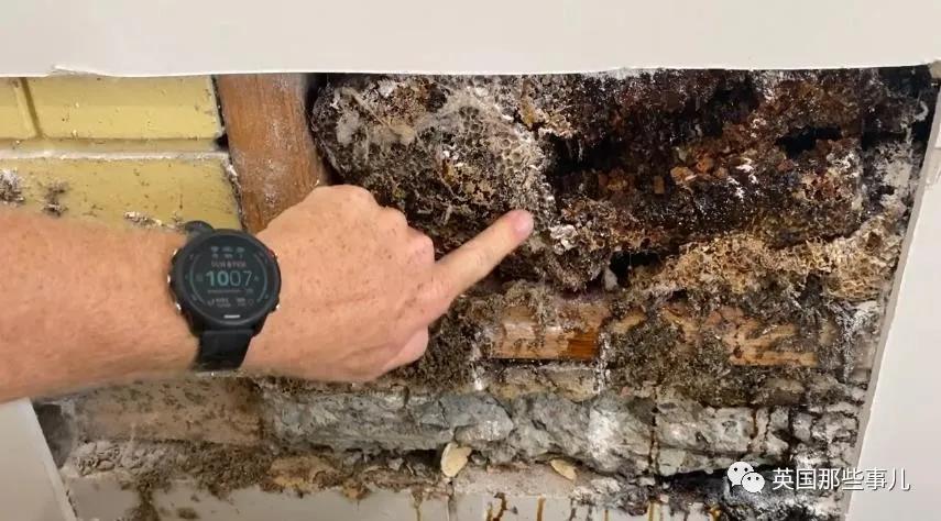 澳洲夫妇家墙壁突然莫名“渗血”!两人鼓起勇气拆开墙