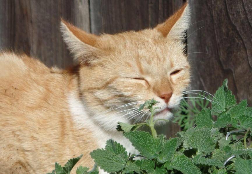 猫不吃食怎么办最快最有效的方法,猫咪精神状态好但是不吃饭怎么办