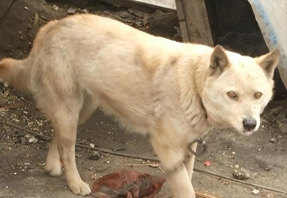 1939年日本狼狗部队,董翰良训练中国狼狗