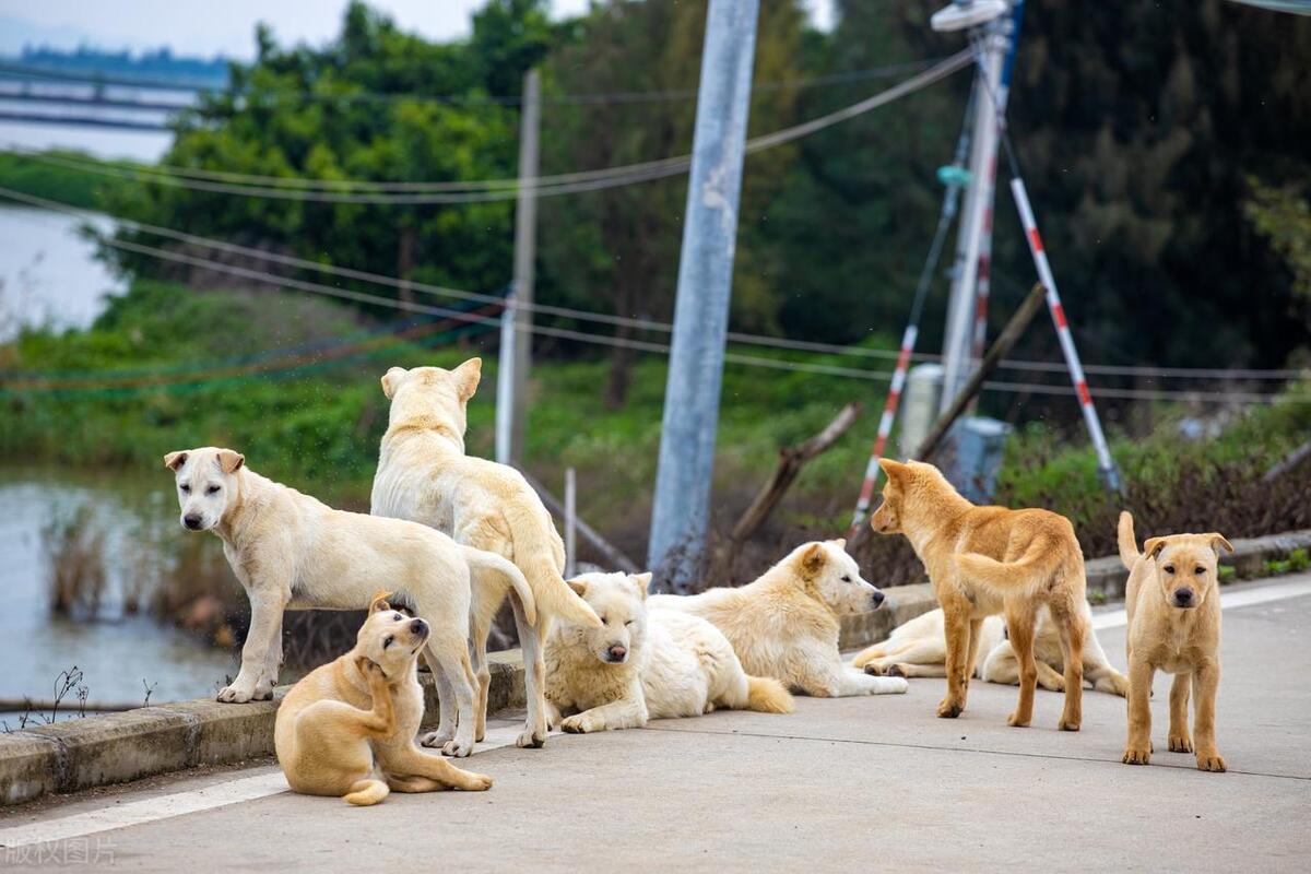 本地土狗哪些品种比较过大众一点,中国土狗都有哪些