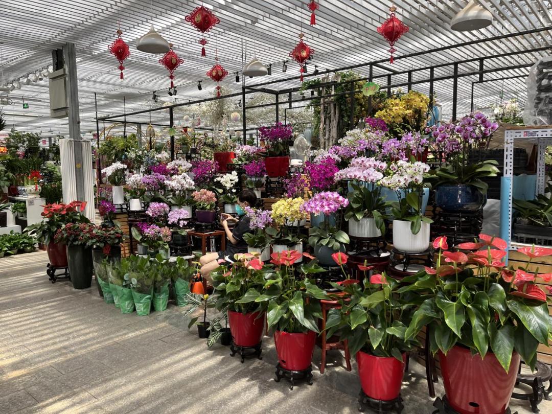 保姆级京圈花市攻略来袭，能解答你关于买花99%的问题