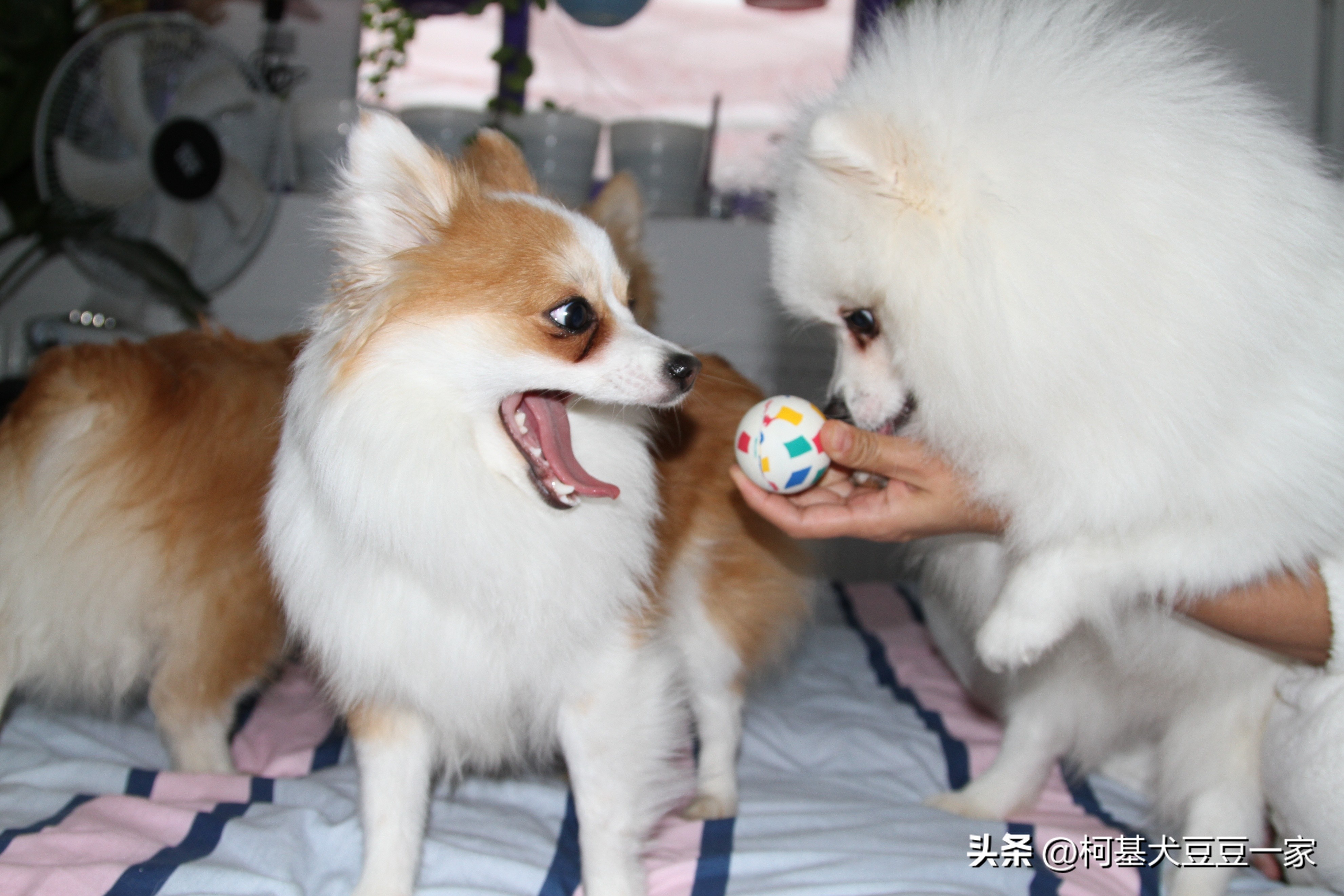 狗狗吠叫扰民就得揍,狗狗乱叫可以割声带吗