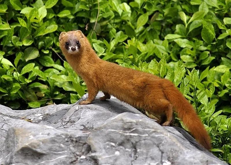 多种捕猎工具,夜视仪狩猎神器3k