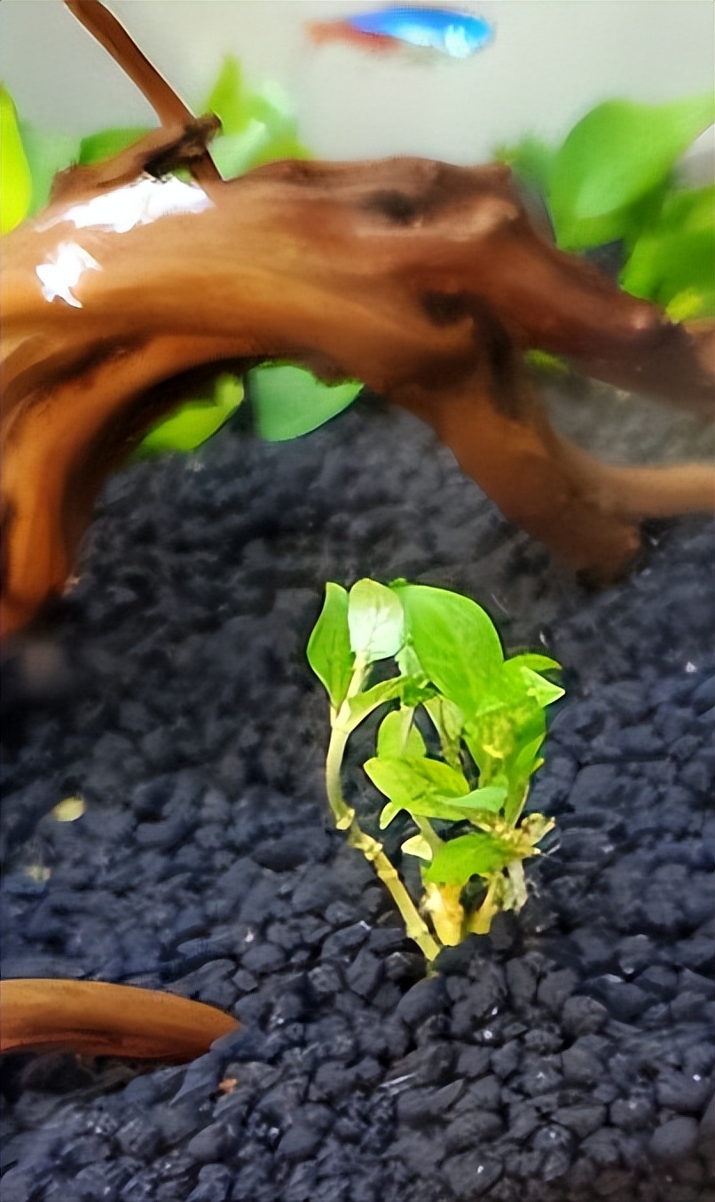 30缸天空之城鱼缸造景,20厘米鱼缸原生缸造景