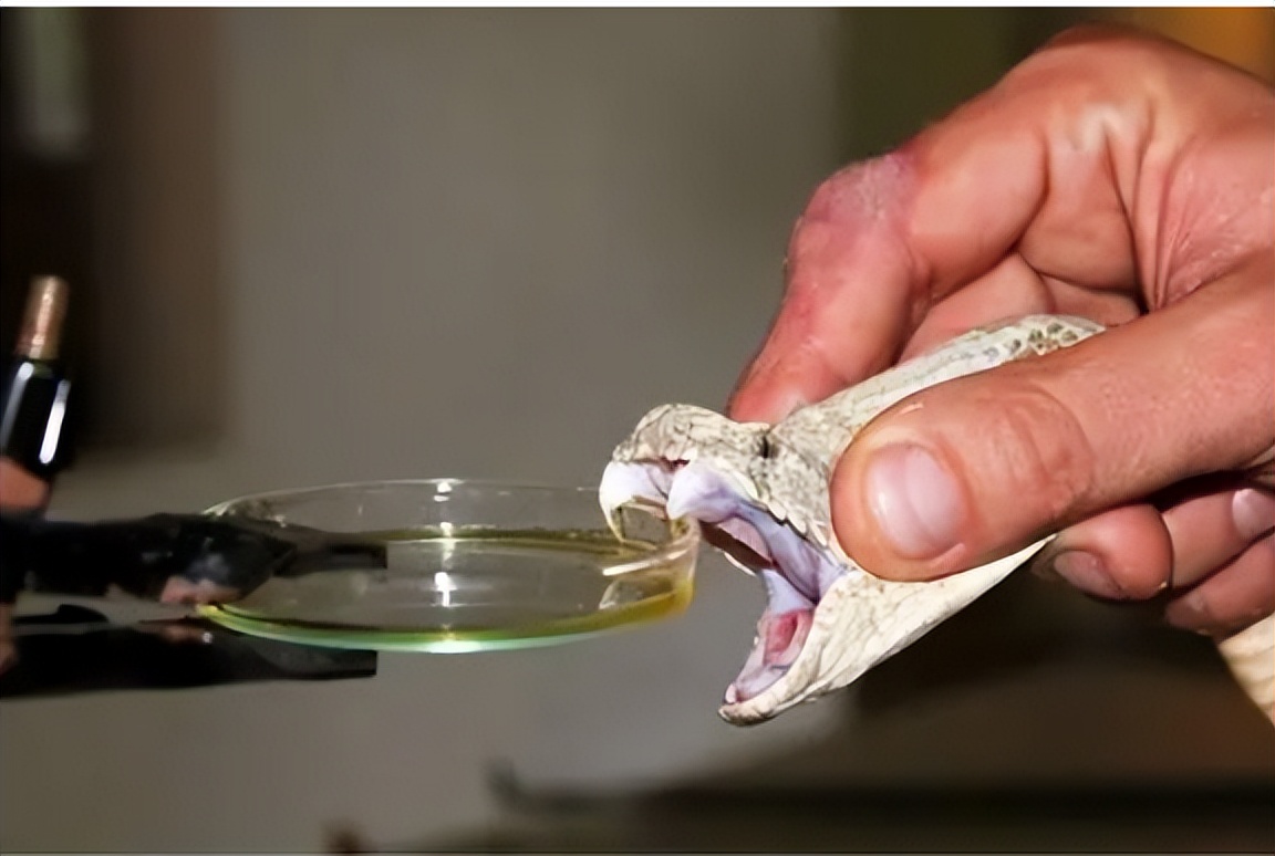 广西毒蛇女王是谁,广西毒蛇女王多少斤