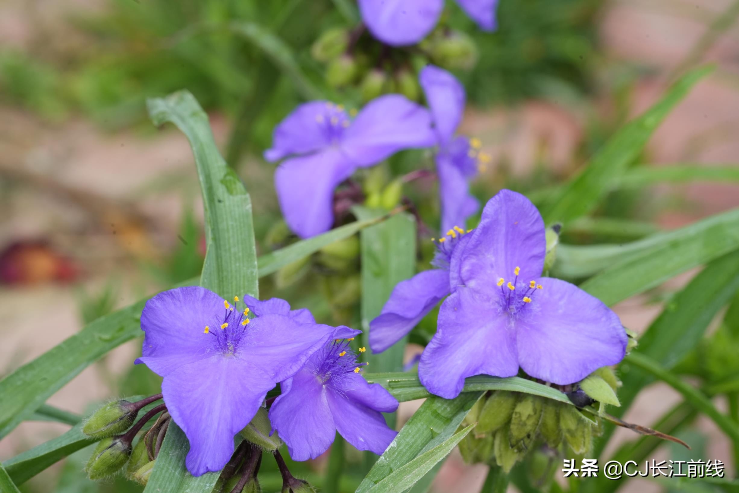 河南淮滨:乡政府旁的“樊家花园”(组图)