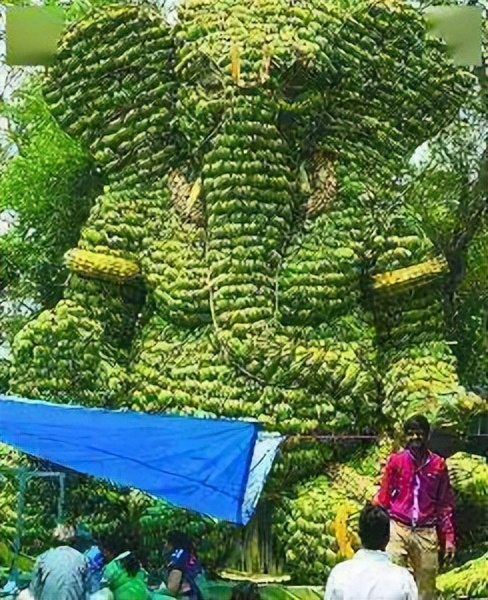 在中国用来喂猪的玉米芯,在中国喂猪的玉米棒子