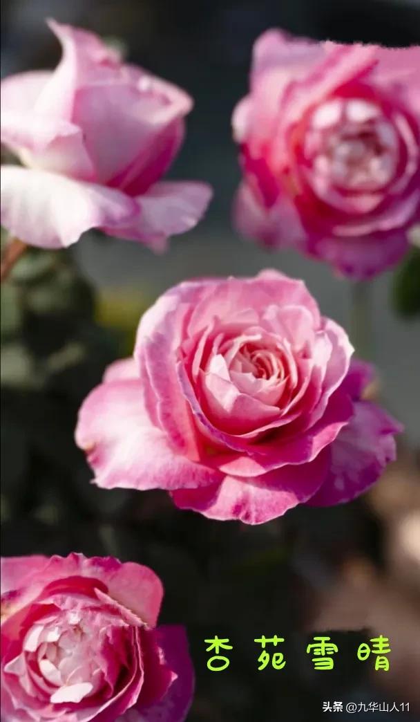 天狼月季新品预售,天狼月季官方旗舰店烛光月季