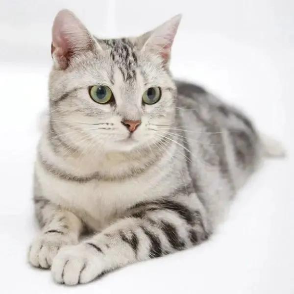 美短猫咪有几种品种,你了解的猫咪品种有几个