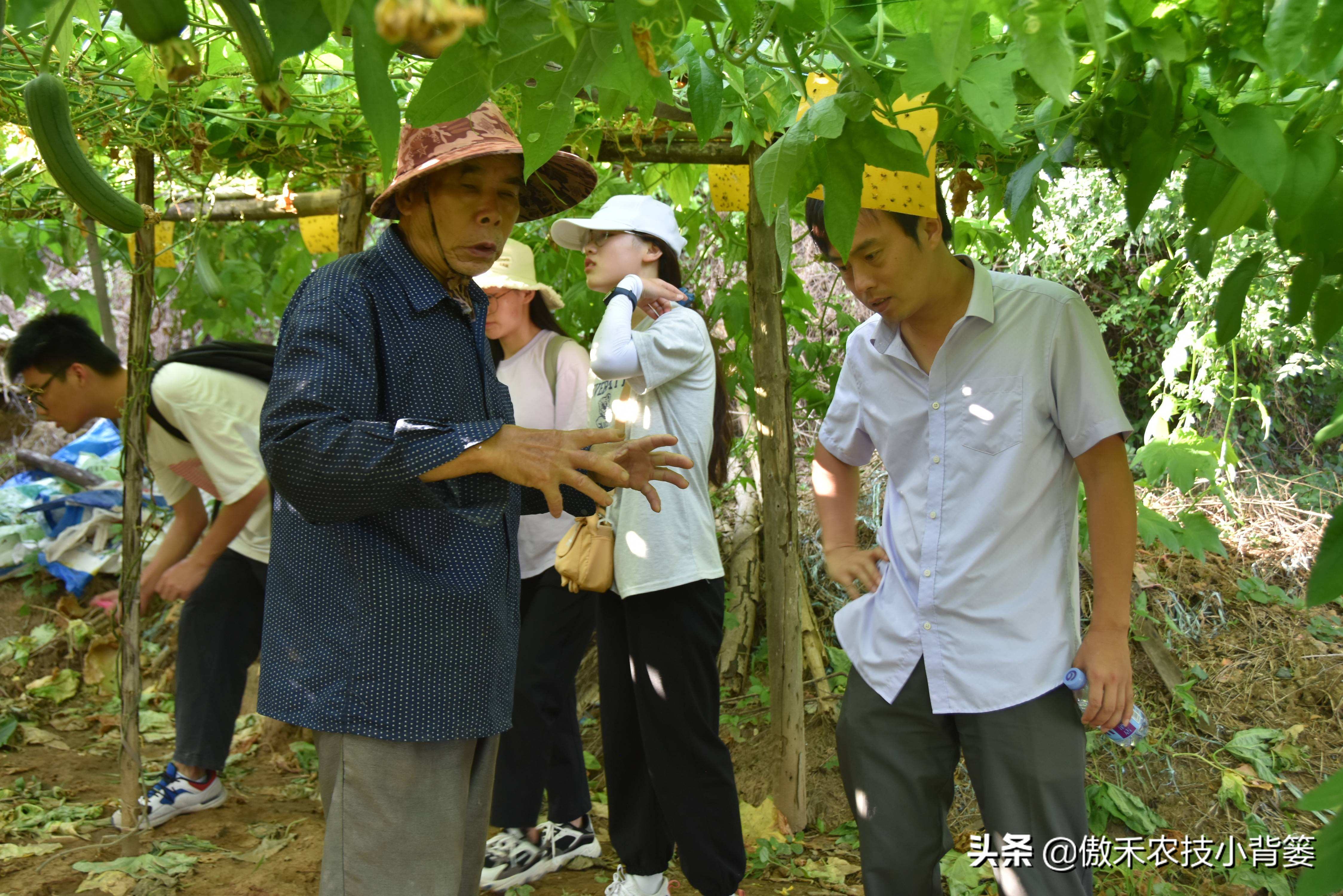 预防瓜果被虫咬的方法,瓜果有虫用什么药物