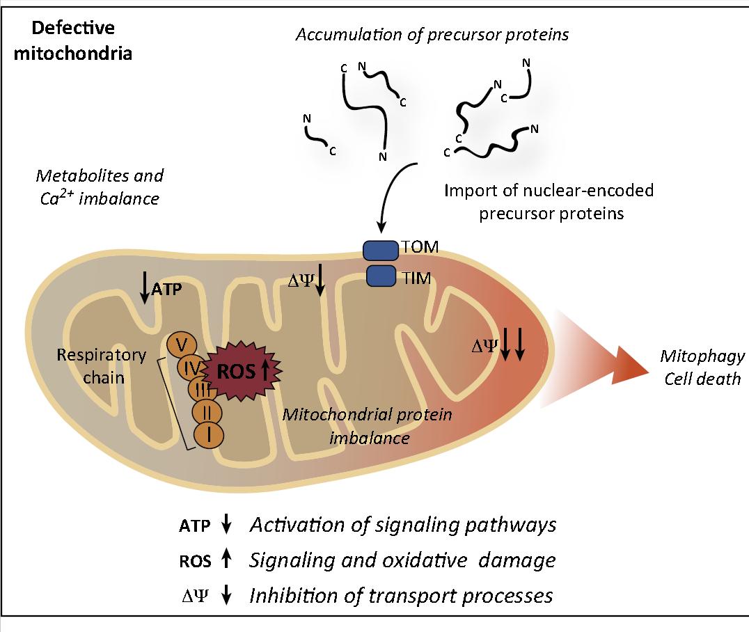 精氨酸和氨基酸有什么区别,碱性氨基酸由什么组成