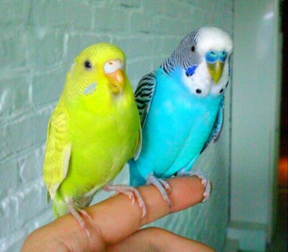 世界上最可怕的10种变异蜗牛,世界上最稀有的蜗牛品种