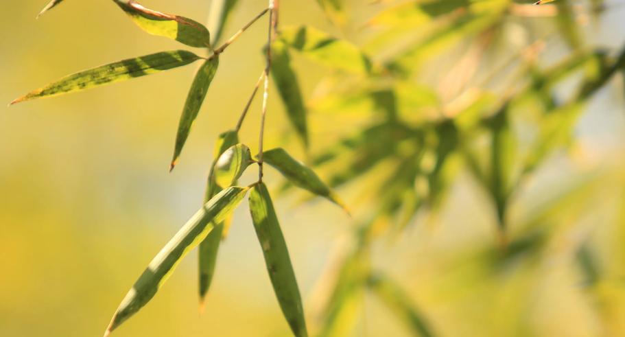 一年花信过满院绿阴多，古诗词里的春天绿阴，这匆忙的时光啊
