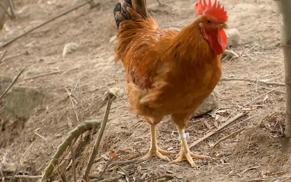 给鸡戴计步器跑满100万步,给鸡戴的计步器多少钱一个