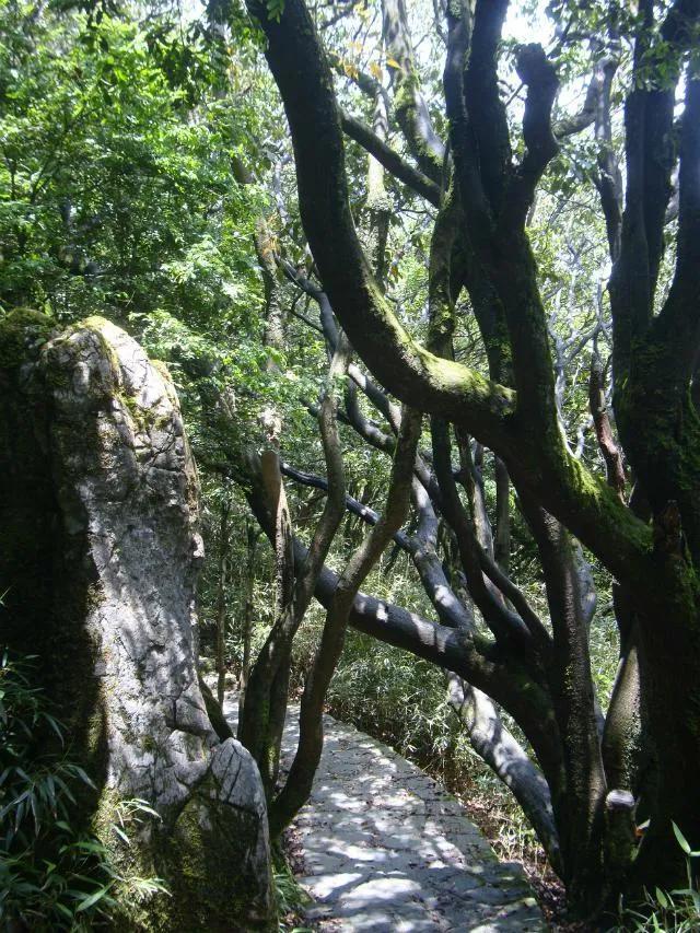 重温金佛山,正宗金佛山