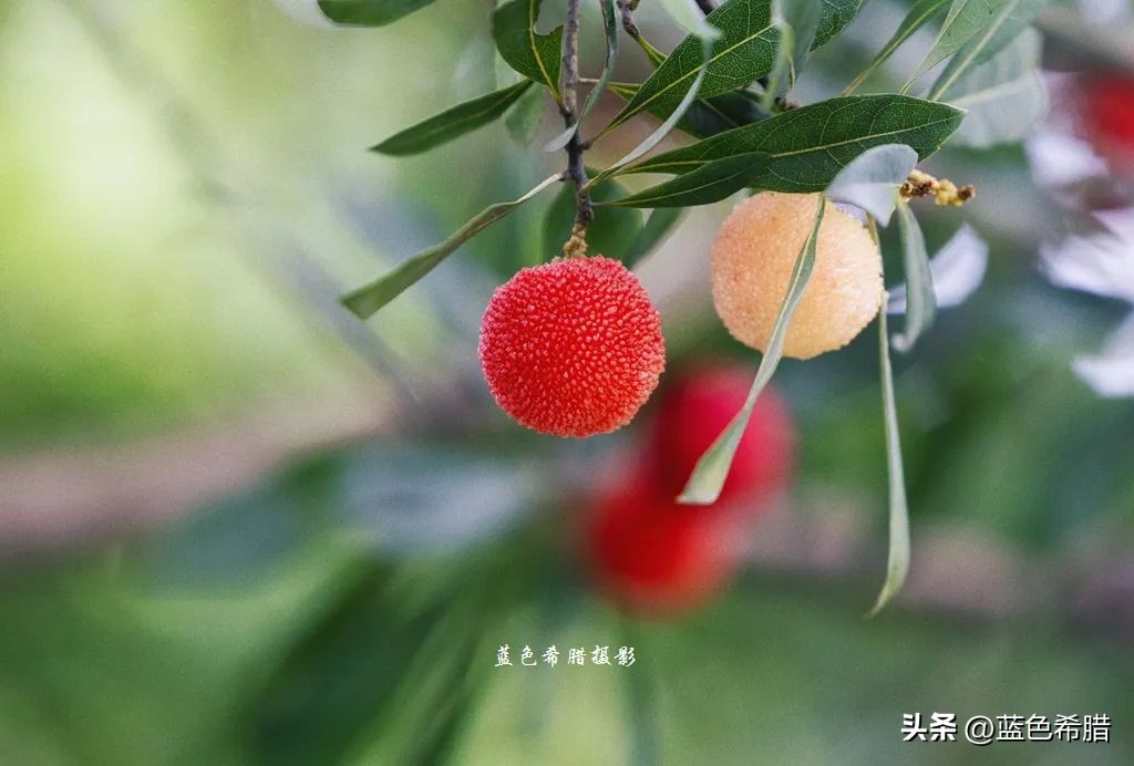 你好夏至愿一切美好都如夏而至,夏至已到愿所有美好如约而至