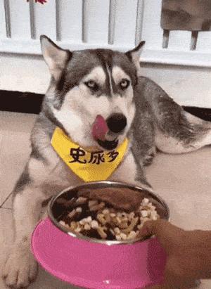 狗狗还会关心人,狗狗频繁繁育