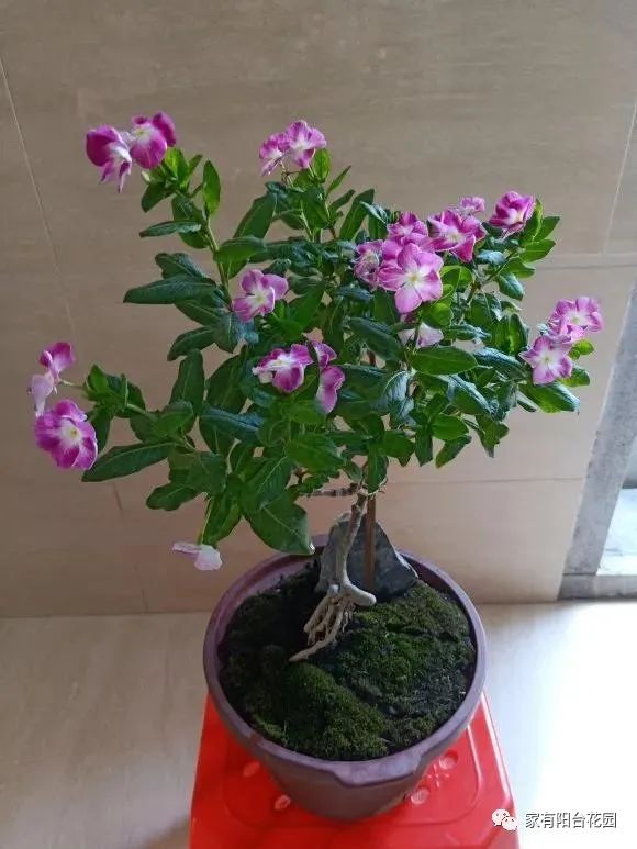 养花新手就养这10种花,养花大全简单易养的花