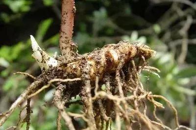 神农本草经上关于七叶一枝花,七叶一枝花号称药王