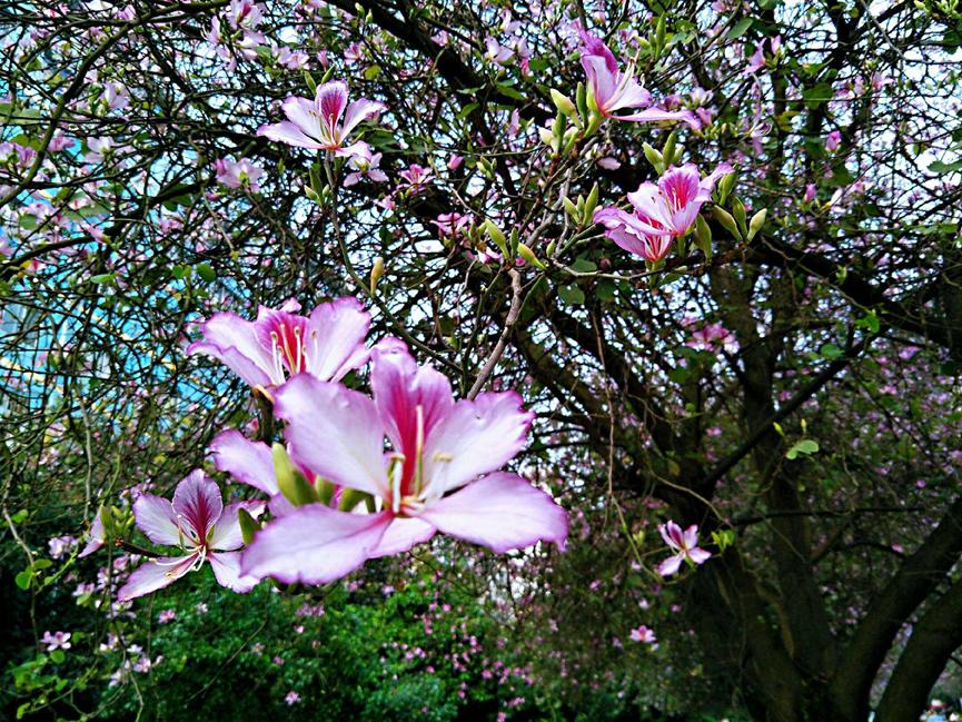迪拜适合养什么植物,迪拜常见花草