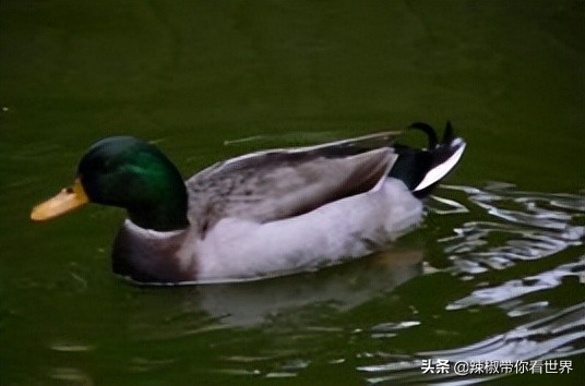 海南岛风景临高,海南临高海边哪里最好