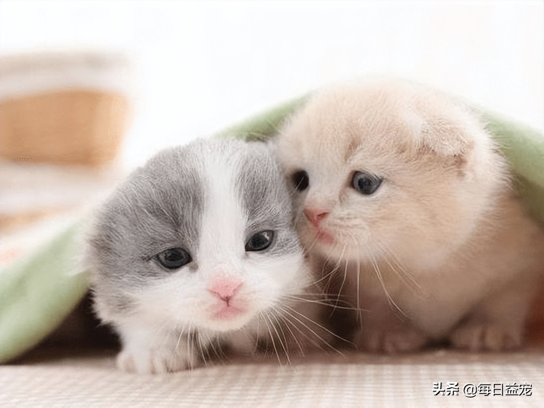 猫咪感冒了怎么办？这样做可以好得快