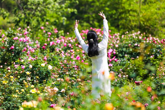 一花一世界一叶一菩提视频,一花一世界一叶一菩提歌词