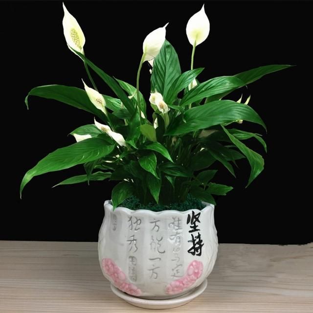 去甲醛效果最好又好养的植物,哪种植物去甲醛最好又好养