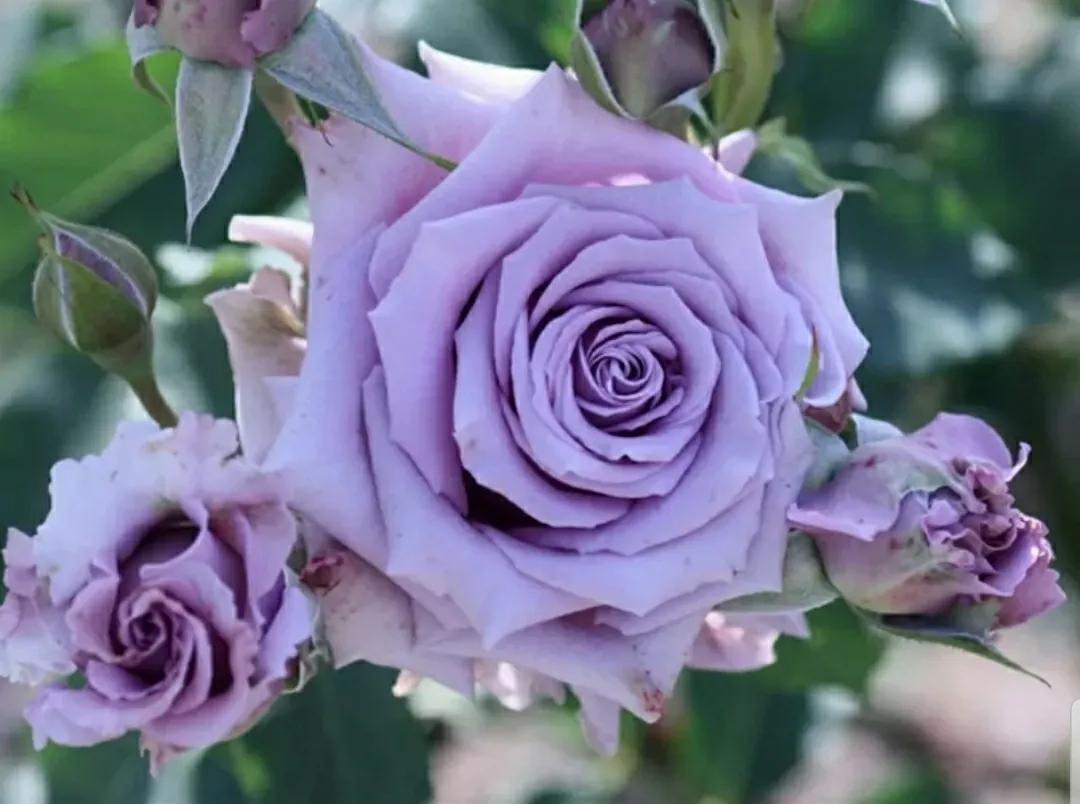 月季蔷薇玫瑰三者的区别图,蔷薇月季玫瑰的区别和联系