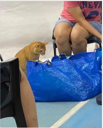 猫猫也要打狂犬疫苗吗,猫咪也怕打针啊