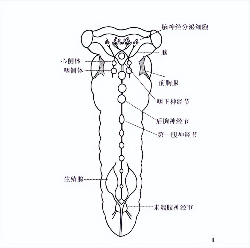 蚊子有嗅觉和味觉吗,蚊子如何麻痹痛感